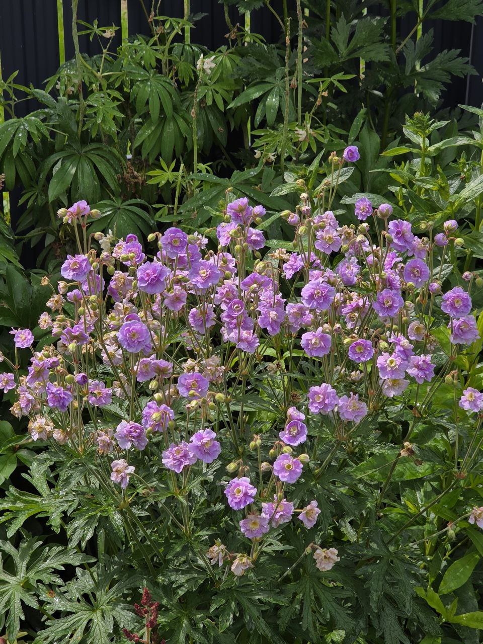 photo_2025-06-15_20-53-19